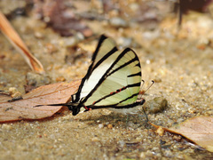 Graphium agetes