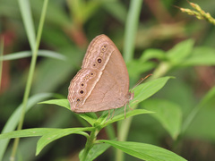 Mycalesis perseoides