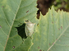 Arvelius albopunctatus
