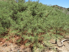 Prosopis alpataco