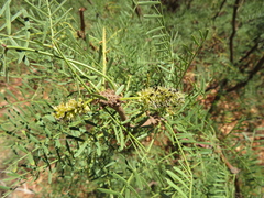 Prosopis alpataco