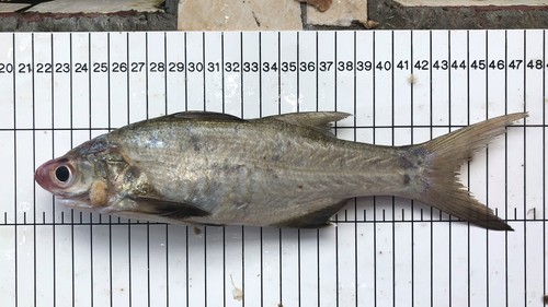 Littlescale threadfin (Polydactylus oligodon) — Polynemidae — 5