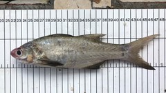 Littlescale Threadfin photo 2