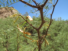 Prosopis alpataco