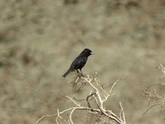 Knipolegus aterrimus