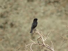 Knipolegus aterrimus
