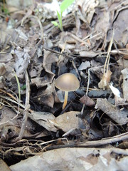 Strobilurus esculentus