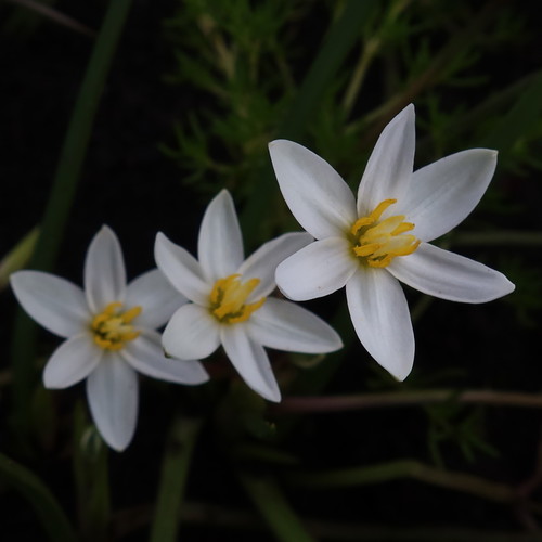 Pauridia aquatica (Pauridia aquatica)
