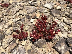 Crassula peploides