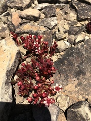 Crassula peploides