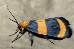 Eudesmia arida