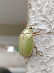 Pelidnota semiaurata citripennis