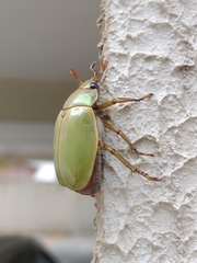 Pelidnota semiaurata citripennis