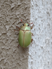 Pelidnota semiaurata citripennis