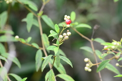 Varronia polycephala