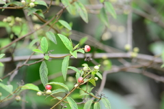 Varronia polycephala
