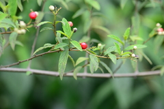Varronia polycephala