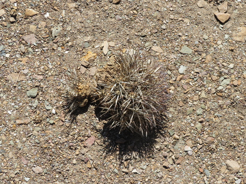 Maihueniopsis glomerata