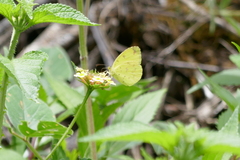 Eurema floricola
