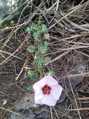 Pavonia glechomoides