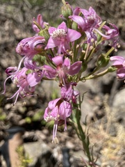 Alstroemeria revoluta