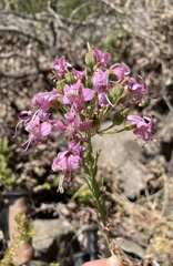 Alstroemeria revoluta