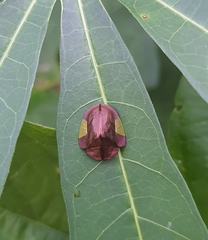Cyrtonota lateralis