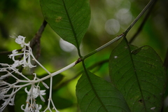 Rudgea jasminoides