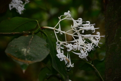 Rudgea jasminoides