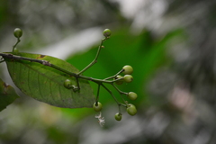 Rudgea jasminoides