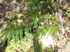 Ailanthus altissima tanakai