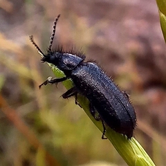 Enicopus