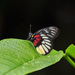 Malayan Jezebel - Photo (c) Cheongweei Gan, some rights reserved (CC BY), uploaded by Cheongweei Gan