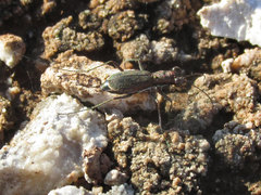 Parvindela celeripes