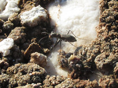 Parvindela celeripes