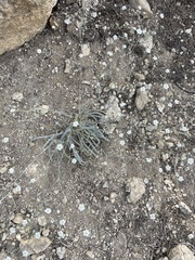 Ivesia santolinoides