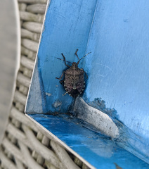 Halyomorpha halys