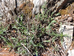 Cephalaria leucantha