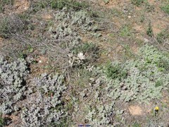 Teucrium gnaphalodes