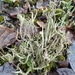 Cladonia subulata - Photo (c) Angelika Baumann, alguns direitos reservados (CC BY), uploaded by Angelika Baumann