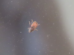 Urodontinae
