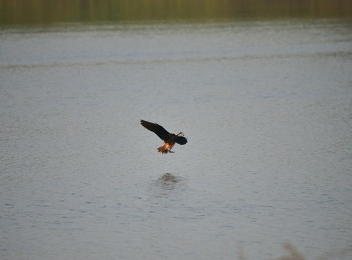 Knob-billed Duck (Sarkidiornis melanotos), photo 9
