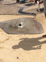 Hypanus berthalutzae