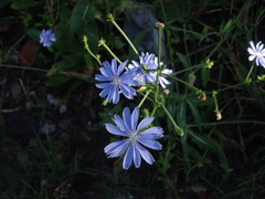 Cichorium intybus