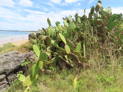 Opuntia bonaerensis