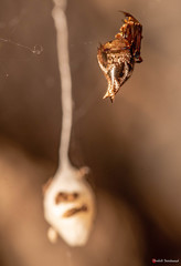 Neospintharus parvus