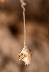 Neospintharus parvus