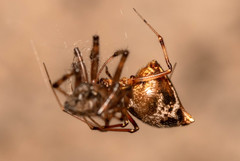 Neospintharus parvus