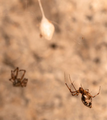 Neospintharus parvus