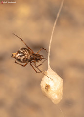 Neospintharus parvus